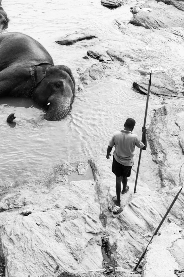 The walk elephants — photographie 6 de Pedro Ribeiro