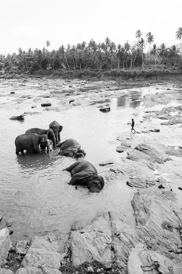The walk elephants — photographie 10 de Pedro Ribeiro