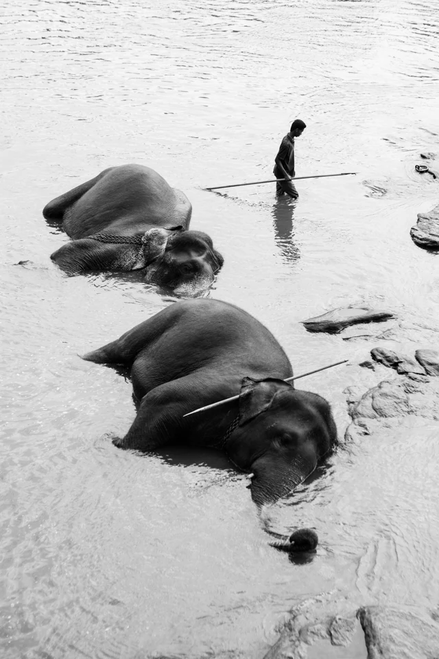 The walk elephants — photographie 4 de Pedro Ribeiro
