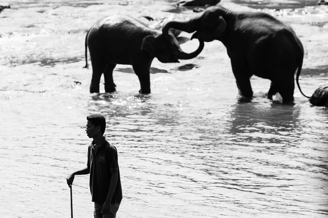 Deux éléphants et un homme dans une rivière, au Sri Lanka.