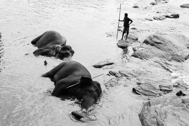 The walk elephants — photographie de Pedro Ribeiro