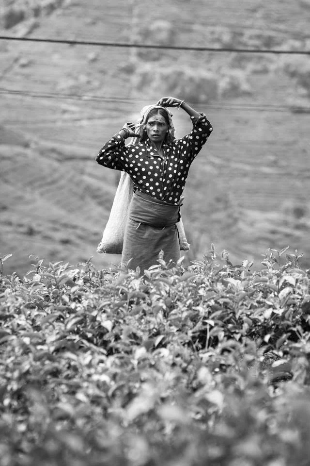 Une femme portant un sac ajuste son foulard au milieu des théiers, photographiée en noir et blanc.