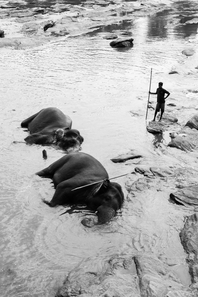 The walk elephants — photographie 8 de Pedro Ribeiro
