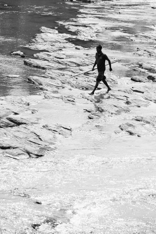 The walk elephants — photographie 3 de Pedro Ribeiro