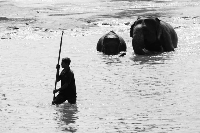 The walk elephants — photographie 2 de Pedro Ribeiro