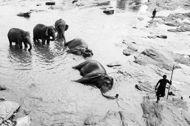 The walk elephants — photographie 9 de Pedro Ribeiro
